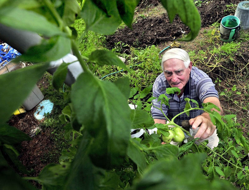 Staff photo by David Leaming Avid gardener Sam Shapiro reaches up a 13-foot tomato plant to pluck green tomatoes at his home in Waterville. Shapiro said he has never seen such a tall plant in his 50-years of gardening.