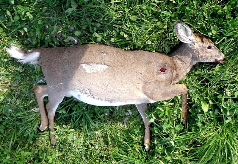 Contributed photo A $3,000 reward is being offered for information leading to the arrest of the people who killed four deer in the Somerset County town of Ripley.
