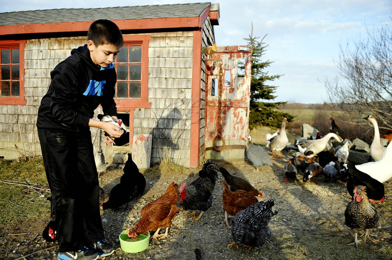 Cole Perry, 12, replaces a bantam rooster after feeding him along with the flock of chickens, ducks, geese and guinea fowl, that reside in his family's Hallowell coop. Perry and his sisters feed the menagerie every day after getting home from school.