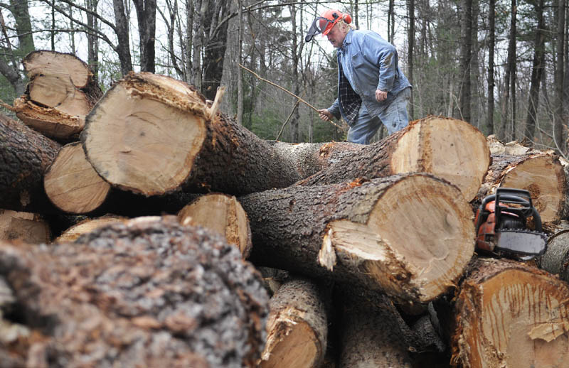 Forester James Peterson, of Rumford, measures pine logs for lumber Monday at a lot he harvested in Litchfield. The retired chemical engineer uses a cable skidder to twitch the pine to a yard where he determines which logs should be pulped and those that will be preserved for sawing.