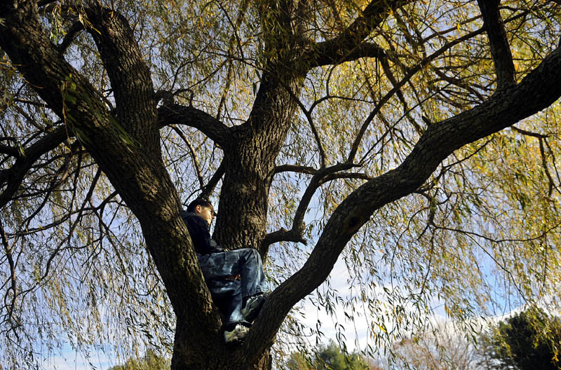 Percy Carey, 12, sits in a willow tree in Capitol Park in Augusta while waiting Sunday for his father, Jason, to take a picture. The Careys, of Belgrade, were taking family portraits on the mild fall day.