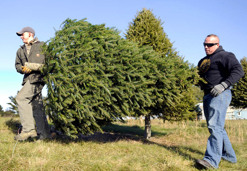 Dane Wing, right, and Aaron Moody lug a tree Monday they cut at Moody's lot in Pittston. Wing planned to put the evergreen up in his home for Christmas.