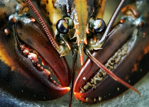 Researchers have found growth rings in the eyestalk of lobsters, crabs and shrimp. In lobsters and crabs, the rings are also found in teeth-like structures in their stomachs used to grind up food.