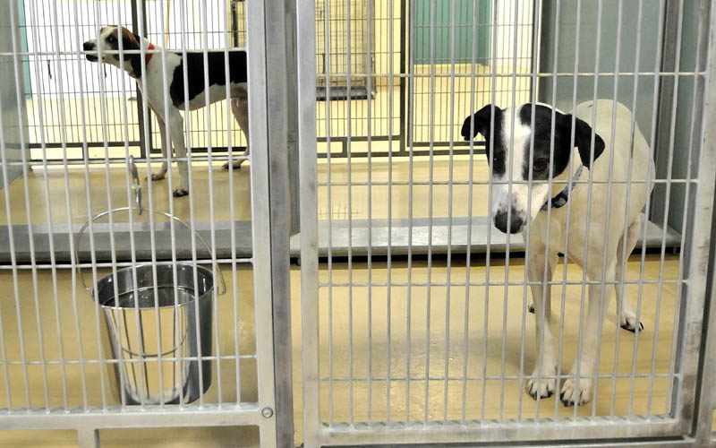 Dogs available for adoption sit in their cages at the Humane Society Waterville Area on Webb Road Tuesday. Shelter officials worry that a slow economy will bring in more pets and continue to strain its ability to feed its dogs.