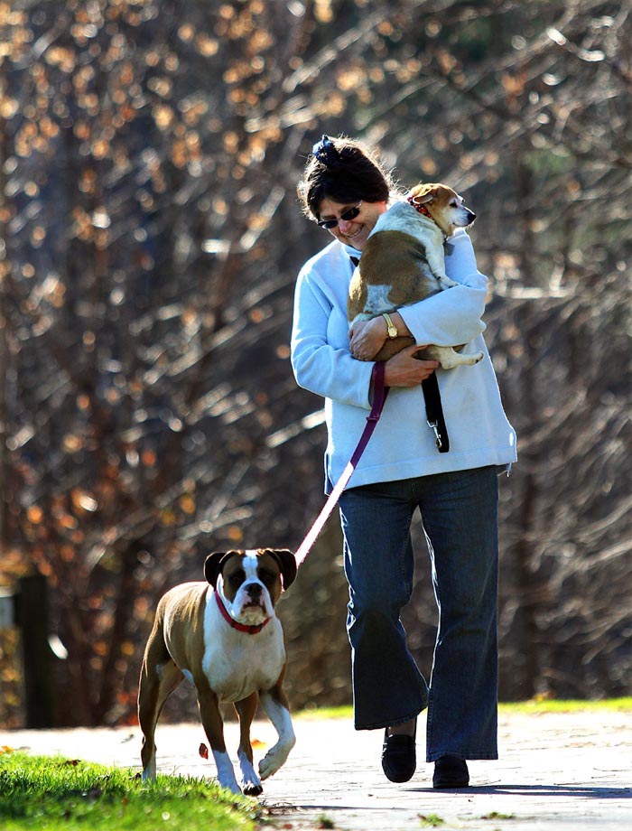 Brenda Whitney, of Waterville, carries her 11-year-old dog, Princess, back to her car while finishing a walk along Messalonskee Stream, with her Boxer, named Brady, left, and another dog, named Little Bit (not shown), on Saturday in Waterville. "She (Princess) can walk one way, but walking back is a little tough for her, " said Whitney.