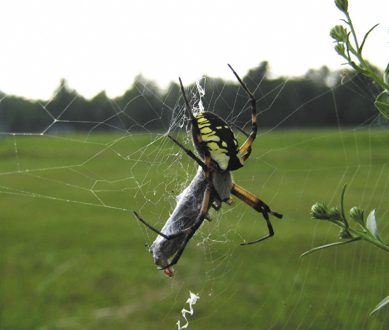 A black and yellow garden spider (Argiope aurantia) wraps its prey in the Unity park one late summer afternoon.