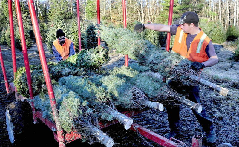 Shane James, left, and Cody Wolf load bundled Christmas trees at The Forest tree farm on West Ridge Road in Cornville on Monday. Owner Bryant LePlante said he will be open through the holidays starting this Saturday. "This has been a great year weatherwise for growing trees," LePlante said.