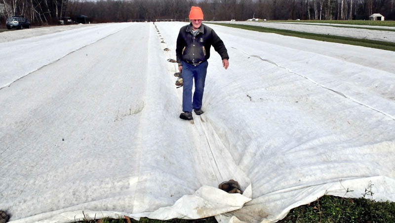 David Pike places stone weights on a large winter cover that protects strawberry plants at his farm in Farmington on Wednesday. Pike said the straw he once used as protection was costly and blew off in the wind.