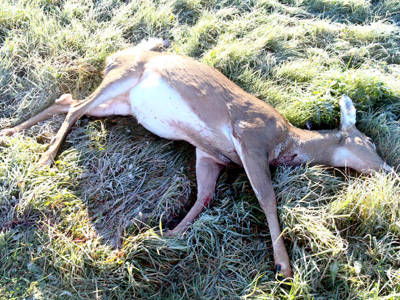 State police and the warden service are looking for help in solving a poaching case in St. Albans that left two deer dead Monday.