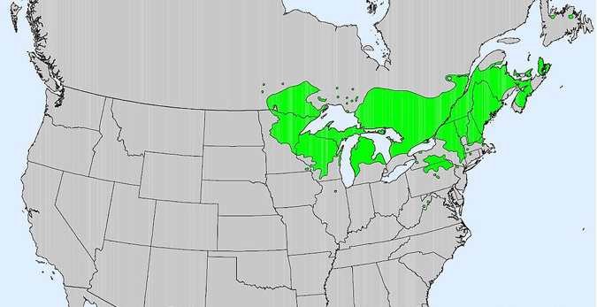 Red pine range in North America.