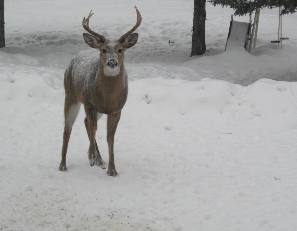 A buck visited Jackman at the start of the Thursday's storm.