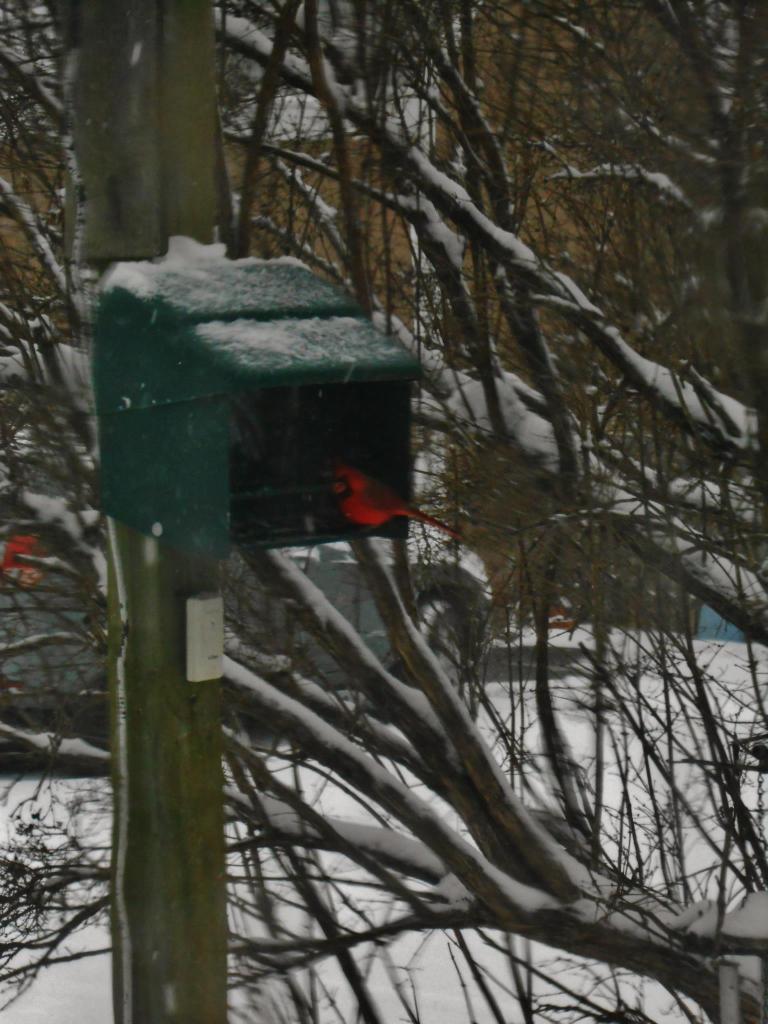 A cardinal knew the best place to weather Thursday's storm.
