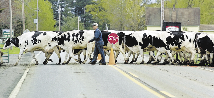Jeff Bragg escorts his herd of dairy cows across the River Road in Sidney.