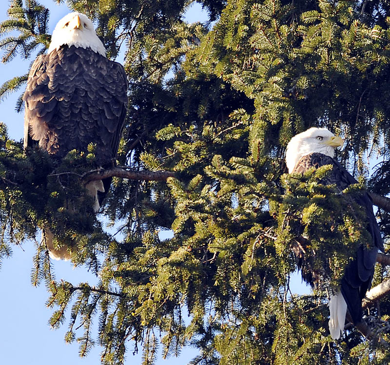 A pair of bald eagles survey the Kennebec River from a tree on Sunday, in Gardiner. The raptors were observing the river as the annual winter migration of smelt commences.