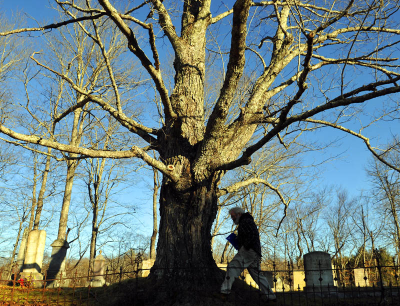 Dan Howard of Augusta walks around a maple tree while searching for headstones on Sunday at a cemetery in Pittston. Howard, who described himself as "just crazy" about genealogy, was attempting to locate two relatives who were interred in the 18th Century.