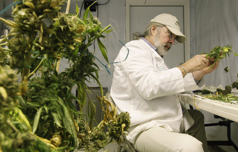 Jake Dimmock, co-owner of the Northwest Patient Resource Center medical marijuana dispensary in Washington, prepares medical marijuana for distribution to patients in Seattle. Medical marijuana advocates in Maine are promoting new legislation that would deregulate the state's program further by allowing doctors to certify patients for any medical condition.