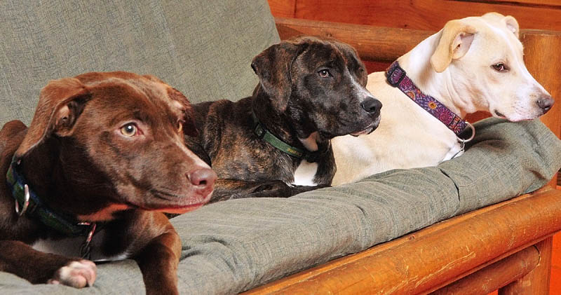 Littermates Meta, left, Hoot and Sierra hang out together on Wednesday at K9 Cabin Dog Day Care in Augusta.