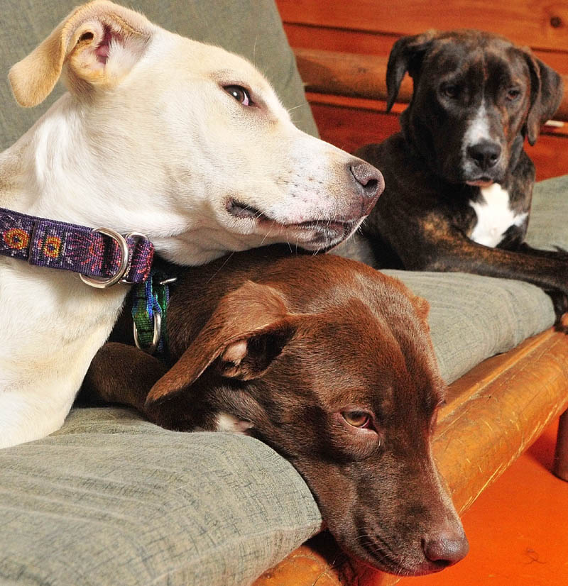 Littermates Sierra, top left, Meta and Hoot hang out together on Wednesday at K9 Cabin Dog Day Care in Augusta.