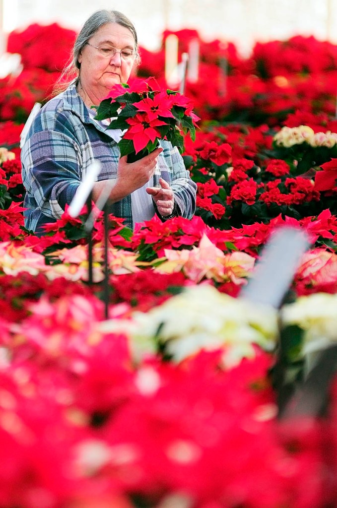 Carol Frey, of Salem Township, tries to decide on what type of poinsettia to buy on Monday afternoon at Longfellow's Greenhouses in Manchester. They have different 60 varieties of the plant and raised about 30,000 of them according, to employee Dave LeBlanc.