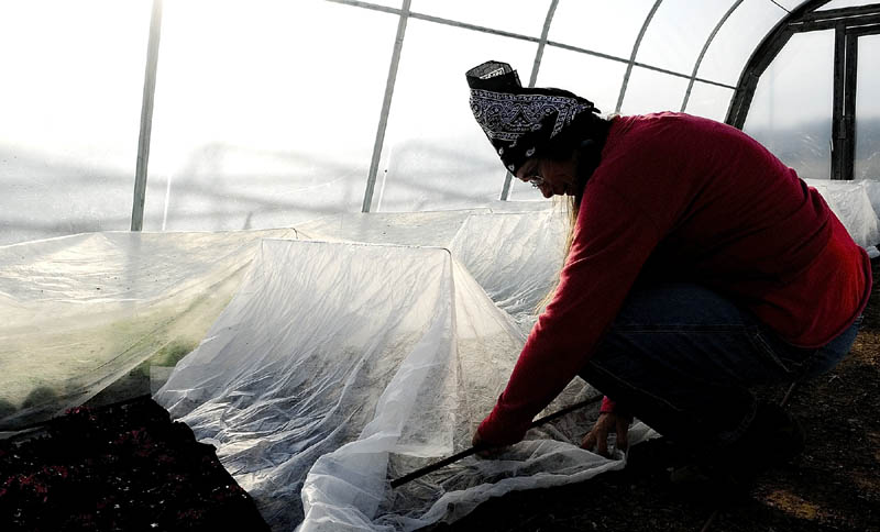 Mary West puts a row cover over plants growing inside a hoop house on Thursday afternoon at 3 Level Farm in Vassalboro. The double layer of protection should keep the greens and other plants alive over the winter, she said.