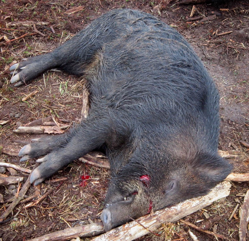 A Eurasian wild boar killed in Mercer recently is raising questions among state wildlife officials who want to know how it got to Maine.