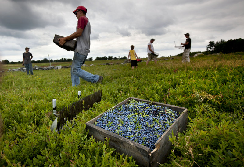 Workers harvest wild blueberries in July at the Ridgeberry Farm in Appleton. Maine is the country’s top wild blueberry state, and the U.S. Department of Agriculture says it intends to buy up to $16 million worth of wild Maine blueberries for federal food programs. (AP Photo / Robert F. Bukaty)