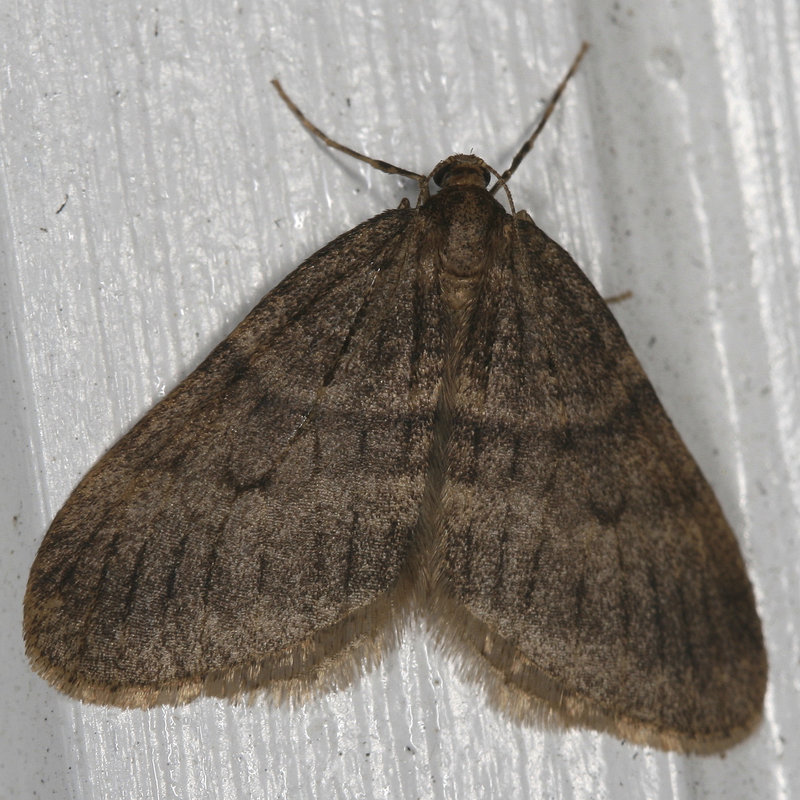 The winter moth is a pest that strips trees of their leaves and ultimately kills them, and is a serious problem spreading into Maine from southern New England.