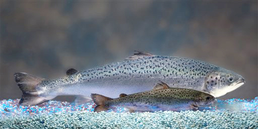 AquaBounty Technologies produces a genetically modified salmon, rear, that grows twice as fast as a non-modified salmon, foreground. Aquabounty, however, is struggling financially as it waits for official FDA approval.