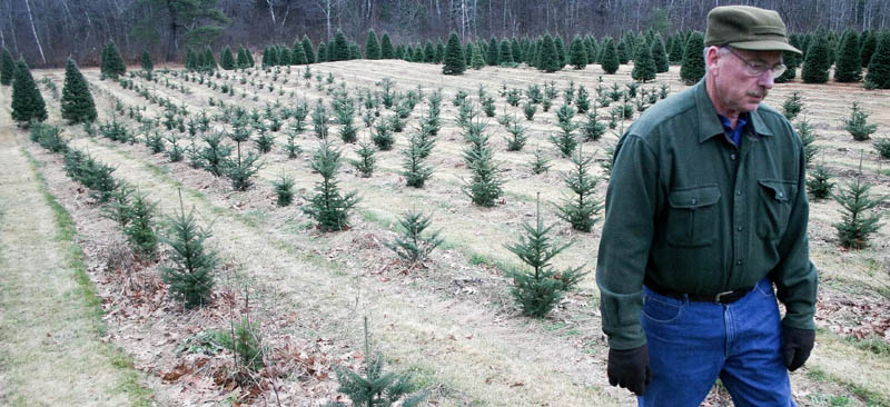 Dick Bradbury, owner of Bradbury's Christmas Trees in South China, walks through his crop of 2-year-old balsam firs earlier this month. Bradbury, who plants between 500 and 1,000 trees every year, will tend to these young trees for eight more years -- pruning, fertilizing, weeding -- before they're ready for sale during a four-week window between Thanksgiving and Dec. 24. The work is time-intensive, he said.