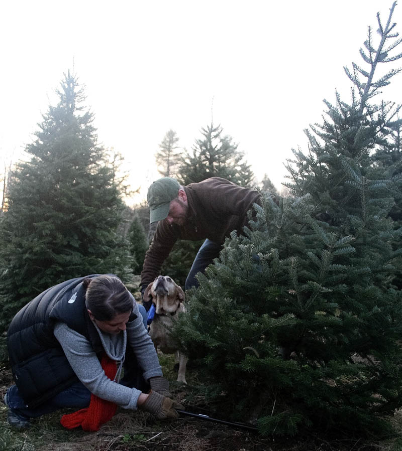 Ashley Hamilton-Ellis fells a 10-year-old balsam fir earlier this month at Bradbury's Christmas Trees in South China, while husband, Pat Ellis, and dog, Gracie, look on. The couple has been cutting their own trees at the farm for four years.