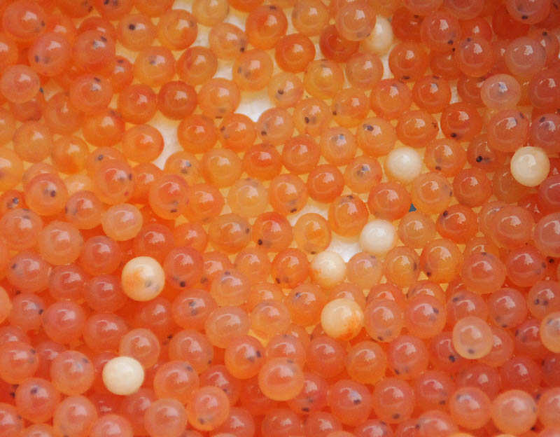 Atlantic salmon roe is ready to be planted by Department of Marine Resources biologists Tuesday into the bed of the Sheepscot River in Palermo.