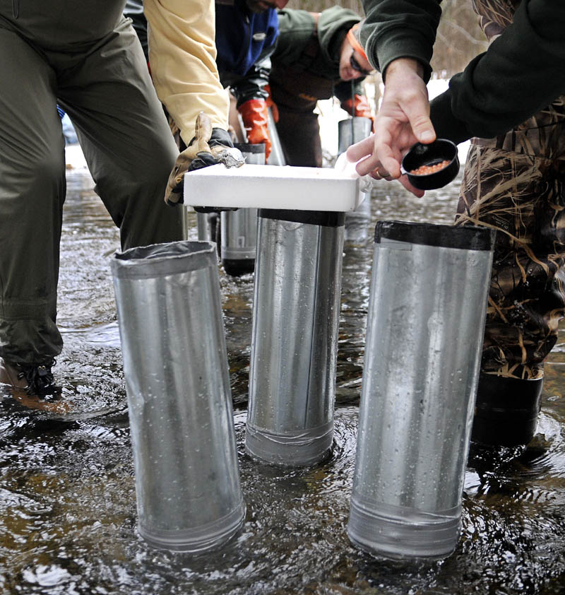 Department of Marine Resources biologists place fertilized Atlantic salmon eggs into a standpipe Tuesday, which was inserted into the bottom of the Sheepscot River in Palermo with a hydraulic planter.