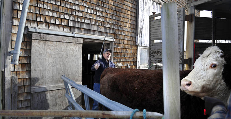 John Hatch drives a Hereford cow into a trailer owned by Sonny Black, a cattle broker who sells animals at auctions around New England. Hatch raises grass fed beef at Breezemore Acres farm in Litchfield.