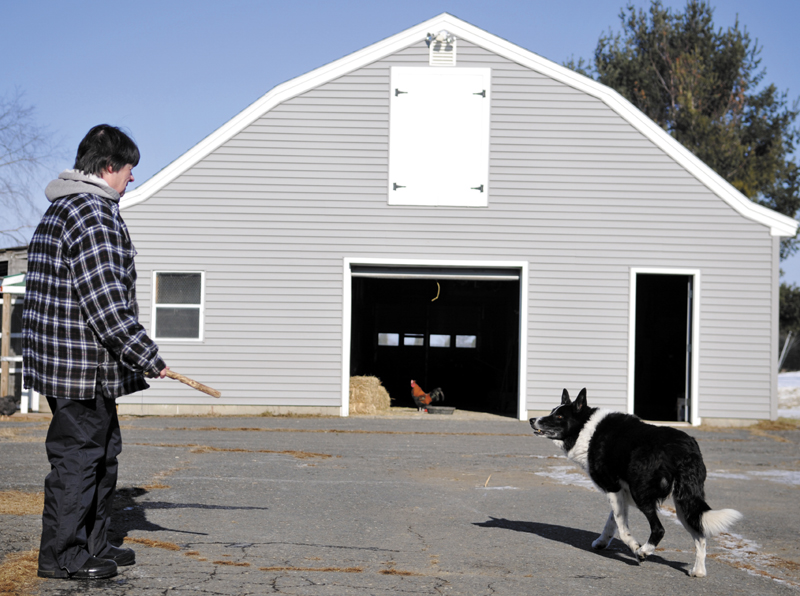 Before tossing a stick for her dog Tuesday at her farm in West Gardiner, Dee Dee Douglas fed her egg roosters an extra cup of grain. "All my animals are spoiled rotten," she said of the horses, fowl and canine that reside at the farm.