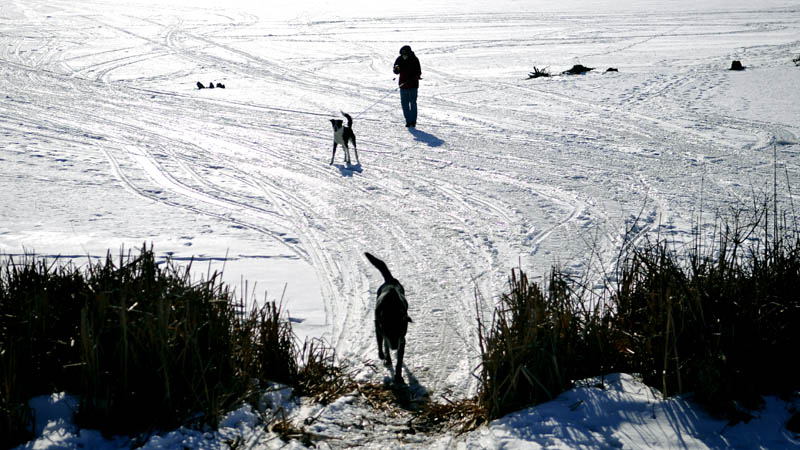 Greg Safranski, of Brunswick, follows his dogs off the ice on Pleasant Pond in Richmond Tuesday. Safranski said the temperature was "a bit chilly," but that every walk across the Pond is "lovely."