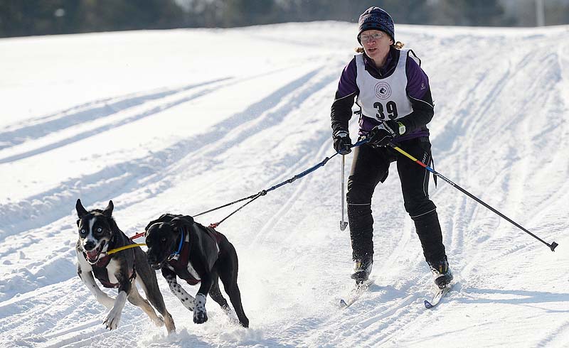 Kelley McGrath of Wonalancet village in Tamworth, N.H., competes in the two-dog skijoring race sponsored by the New England Sled Dog Club at Sunset Ridge Golf Course in Westbrook on Sunday. The sled dog races were part of the Winter West Festival.