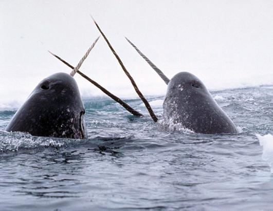 Narwhals breaching the ocean surface.