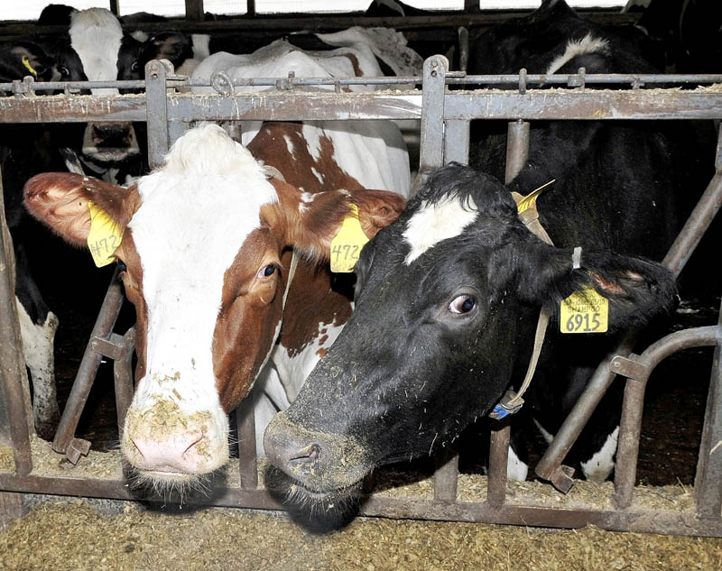 Two of the 1,000 cows at the Stonyvale Farm in Exeter. Waste from the cows and food products are used to produce gas to power electric generators.