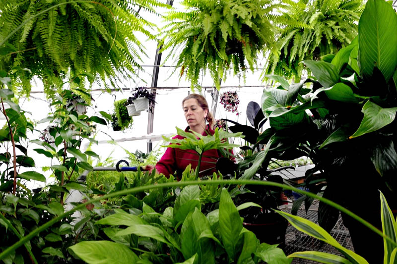 As snow falls outside, Cindy Coady-Bergeron waters plants inside Boynton's Greenhouse in Skowhegan on Wednesday. "Sometimes people come in here depressed due to the short daylight and they feel better when they leave," Coady-Bergeron said.