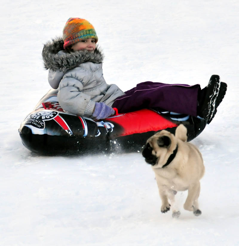 Duke keeps an eye on Julia Lawe while charging ahead of her and others who were enjoying some sledding at Colby College in Waterville on Tuesday.