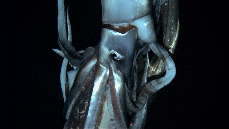 A giant squid swims in the Pacific Ocean off Chichi island, 600 miles south of Tokyo. One Japanese zoologist had spent a decade searching for the mysterious creature.