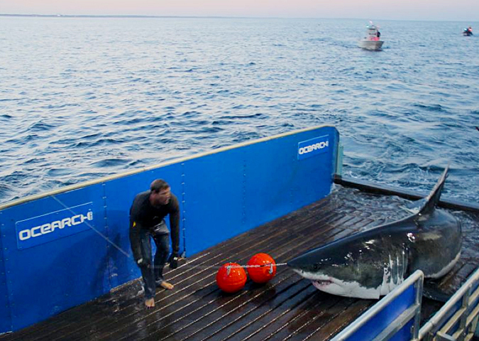This photo provided by OCEARCH shows scientists tagging Mary Lee off Cape Cod on Sept. 18, 2012. The shark was tracked south to the Florida coast but as of Thursday, she was off Long Island, N.Y.