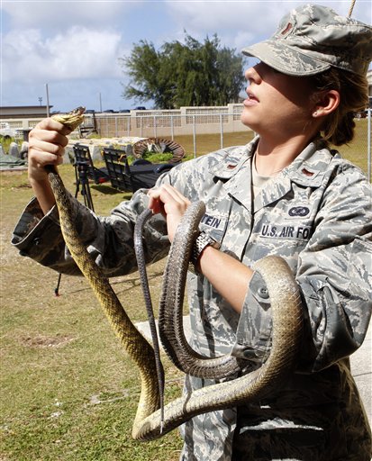 In this photo taken on Feb. 5, 2013, a U.S. military service member holds a Brown Tree Snake kept in captivity on Andersen Air Force Base on the island of Guam. The U.S. government is planning to drop toxic mice from helicopters to battle the snakes, an invasive species that has decimated Guam's native bird population and could cause billions of dollars of damage if allowed to spread to Hawaii. (AP Photo/Eric Talmadge)