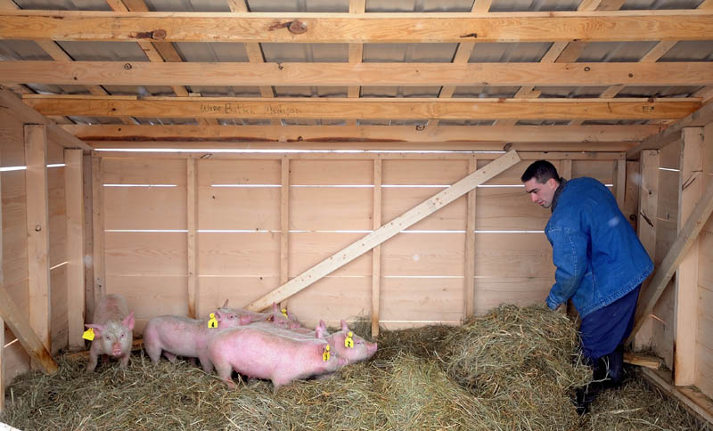 Steven Booker, an inmate at the Somerset County Jail in Skowhegan, tends to the pigs Thursday at the jail. The pigs will be raised for food and also offer an avenue for inmates to work outside and gain a new skill.