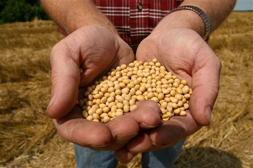 A farmer holds Monsanto's Roundup Ready Soy Bean seeds in this photo. The herbicide-resistant soybean seeds first hit the market in 1996. To protect its investment, Monsanto has a policy that prohibits farmers from saving or reusing the seeds once the crop is grown. Farmers must buy new seeds every year.
