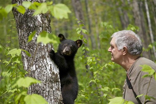 Ben Kilham is seen inside his 8-acre forested enclosure with a bear cub on May 12, 2012 in Lyme, N.H.