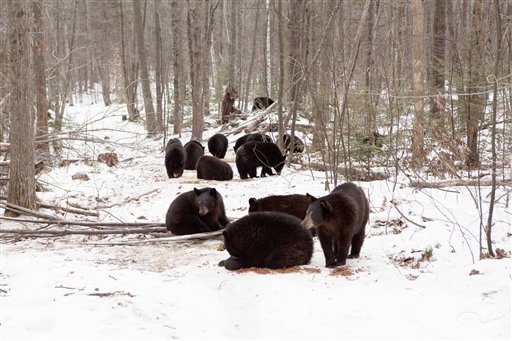 In this photo provided by Ben Kilham, some of the 27 orphaned black bears are seen inside his 8-acre forested enclosure in Lyme, N.H. Kilham typically cares for only three to five cubs each winter.