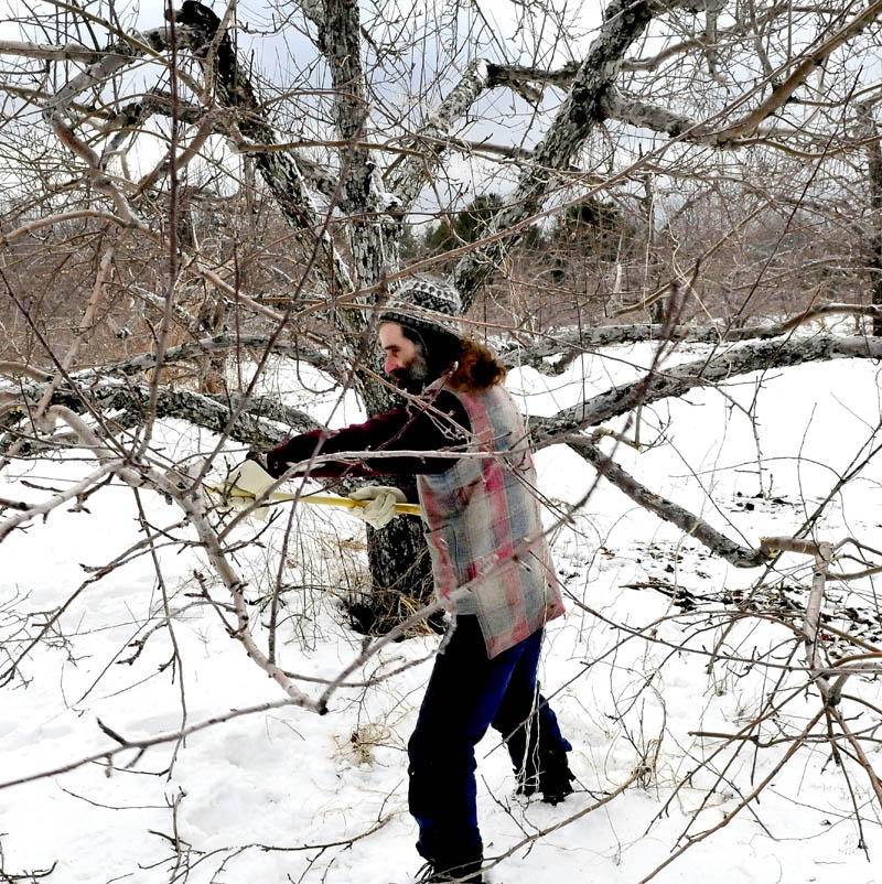 Arborist Philip Shadan, of Dancing Pines Nursery in Skowhegan, trims unwanted branches from apple trees at The Apple Farm in Fairfield on Wednesday. Shadan said winter is the time for pruning branches that inhibit light from reaching more fruit-bearing limbs.