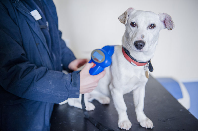 A Jack Russell terrier is scanned for a microchip at the Blue Cross Lewknor Rehoming Centre in London.