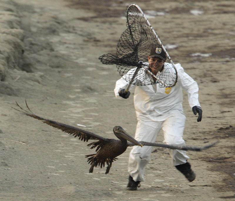 U.S. Fish and Wildlife biologist Kayla Dibenedetto attempts to catch a brown pelican covered with oil spilled as a result of the rig explosion, at Grand Isle, La., on June 5, 2010.